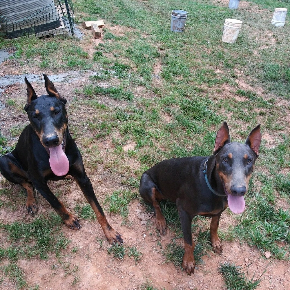 Meet your Posher, Chalene